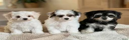 Maltipoo dogs for sale: Maltipoos,DNA health tested parents  - Advert 4