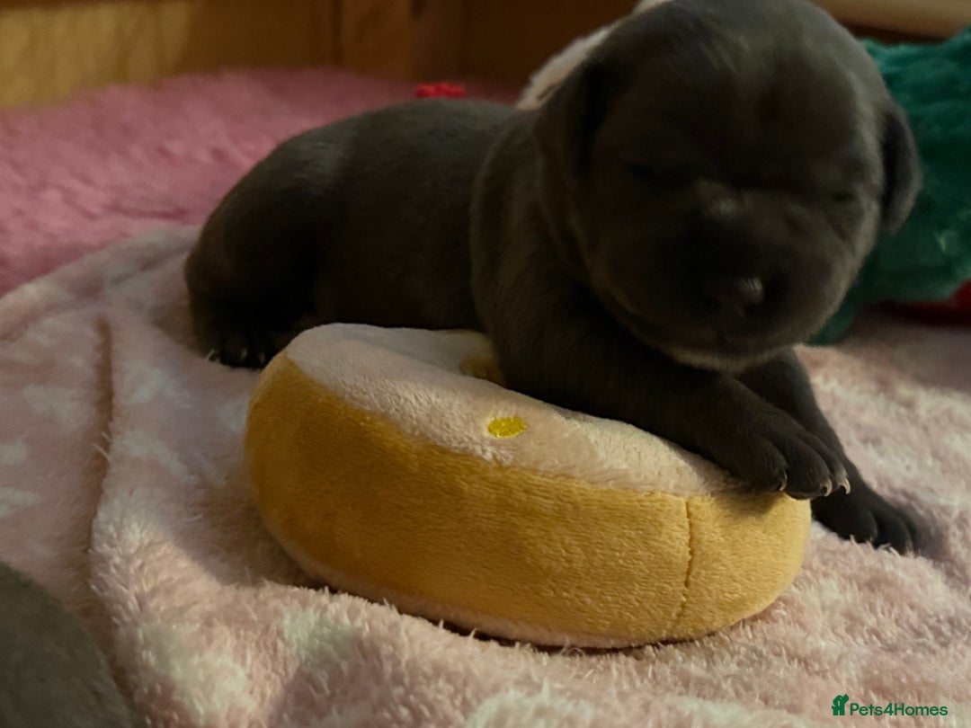 Staffordshire Bull Terrier dogs for sale: KC Blue Staffordshire Bull Terrier Puppies  - Advert 17