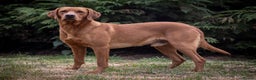Labrador Retriever dogs for stud: Fox Red Labrador at Stud in Dunkeld - Advert 3