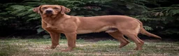 Labrador Retriever dogs for stud: Fox Red Labrador at Stud in Dunkeld - Advert 3