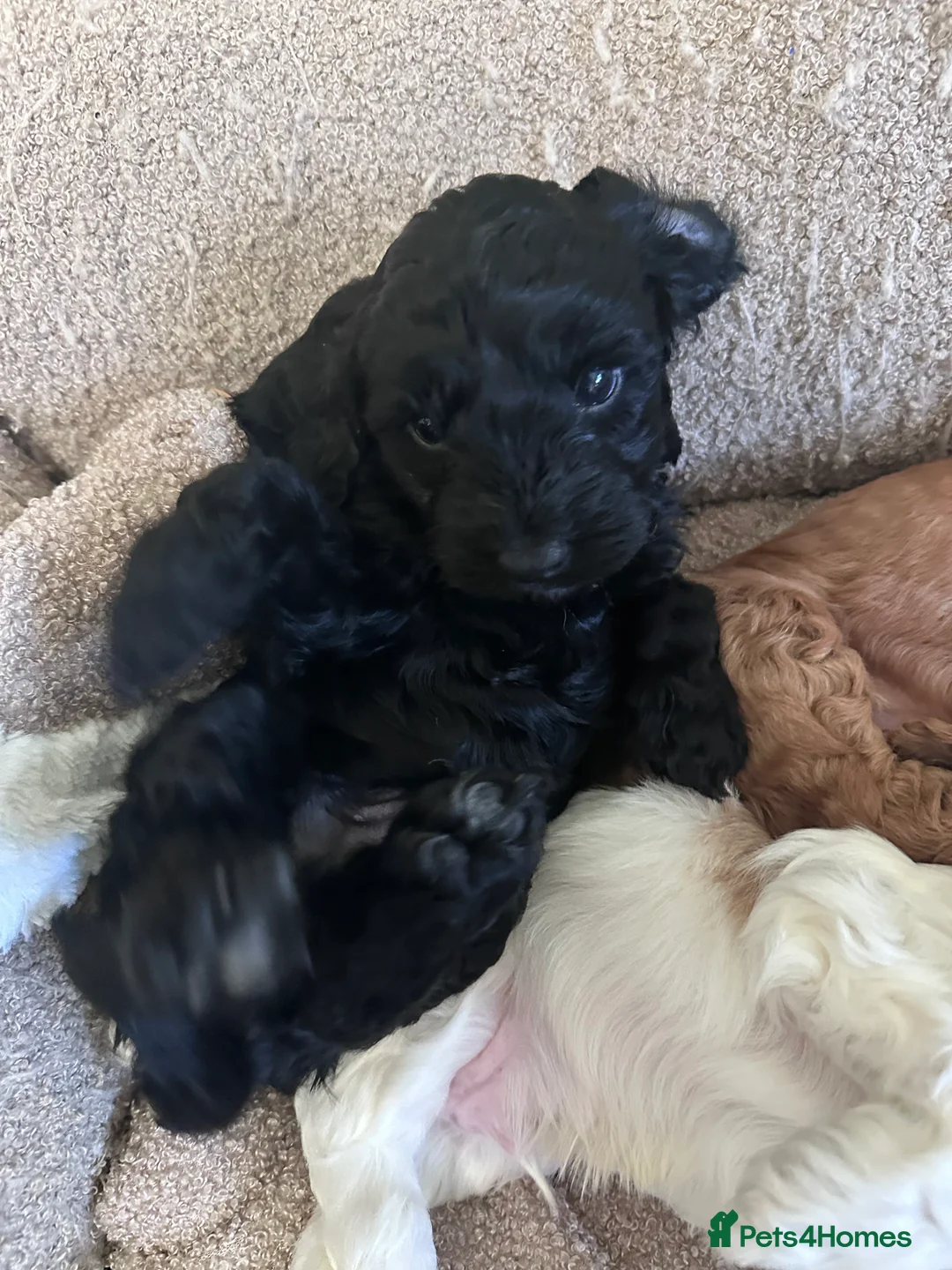 Cockapoo dogs for sale: Beautiful F2 Cockapoo Puppies - Advert 11