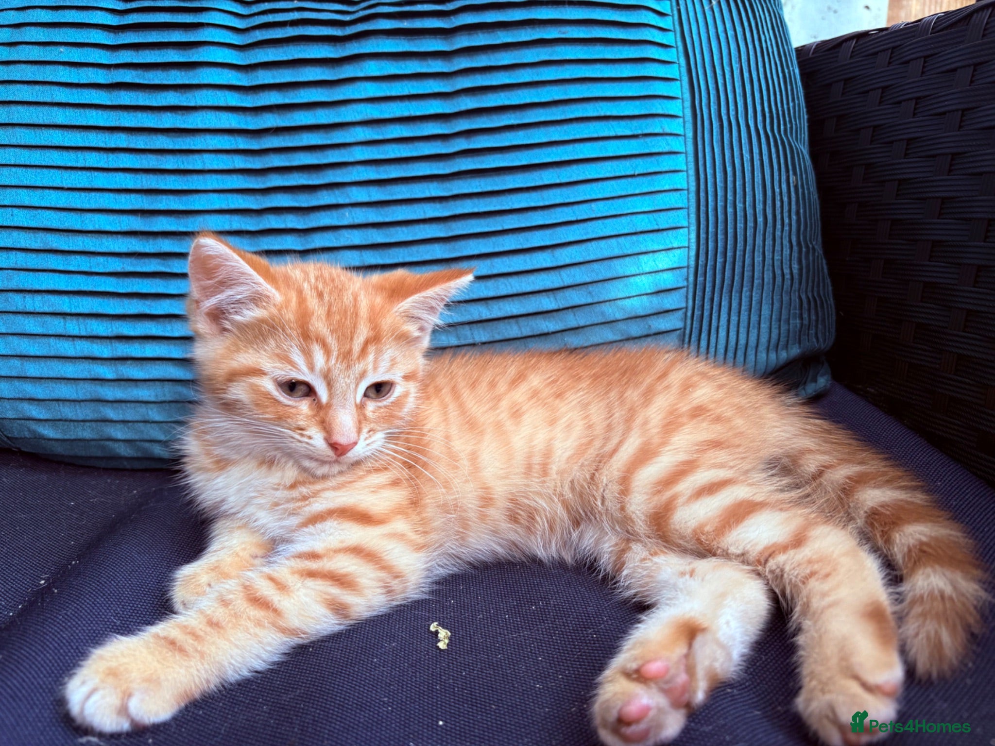 Mixed Breed cats READY NOW Bengal x kittens  - Advert 17