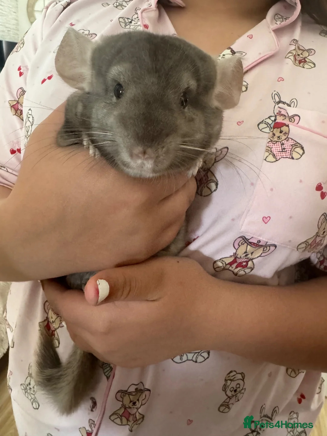 Chinchilla rodents for sale: Male chinchilla the most friendly little boy  in Lincoln - Advert 2