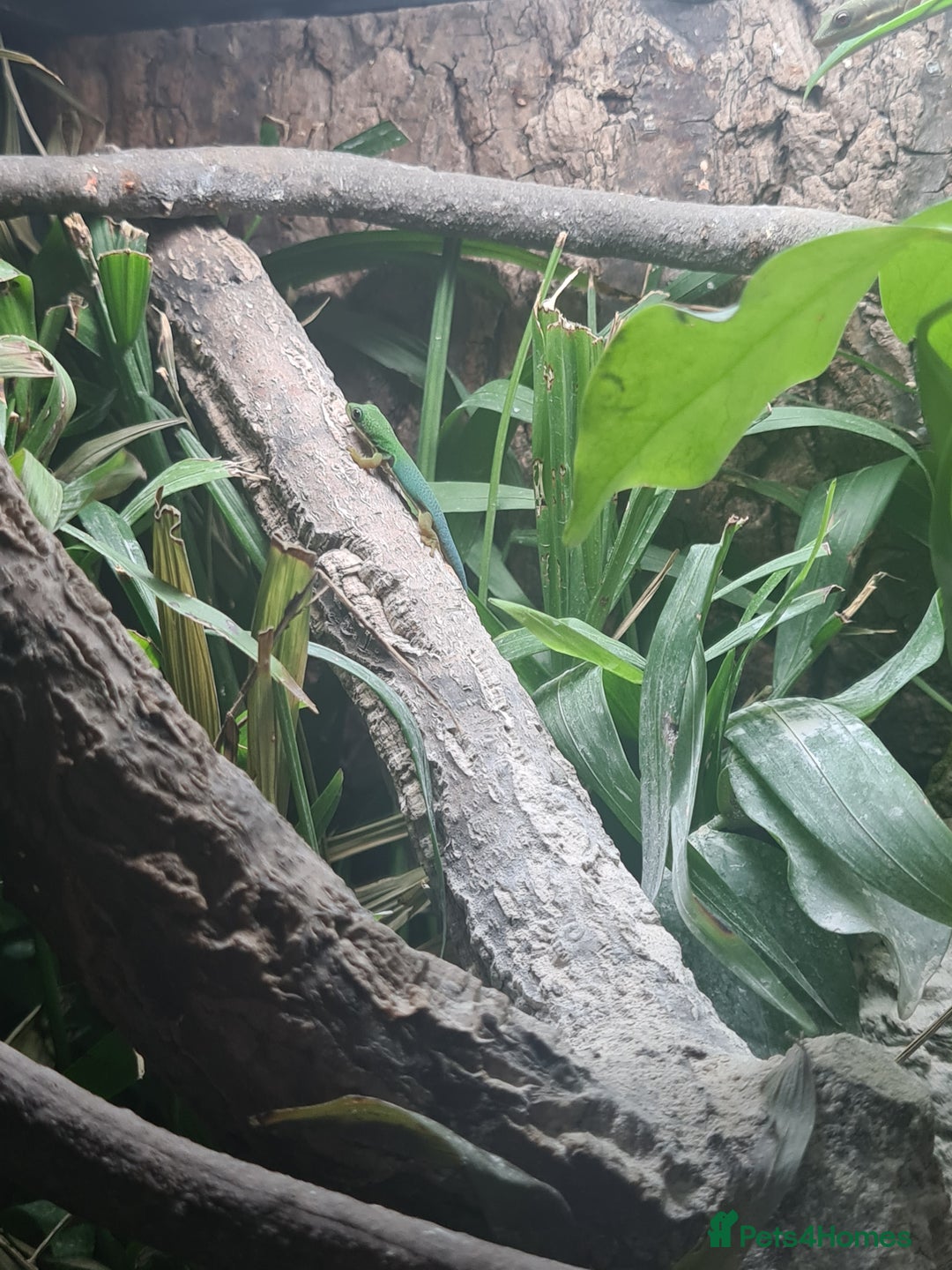 Gecko reptiles for sale: Peacock geckos in Harlow - Image 20
