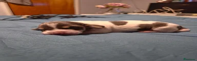 Dachshund 2