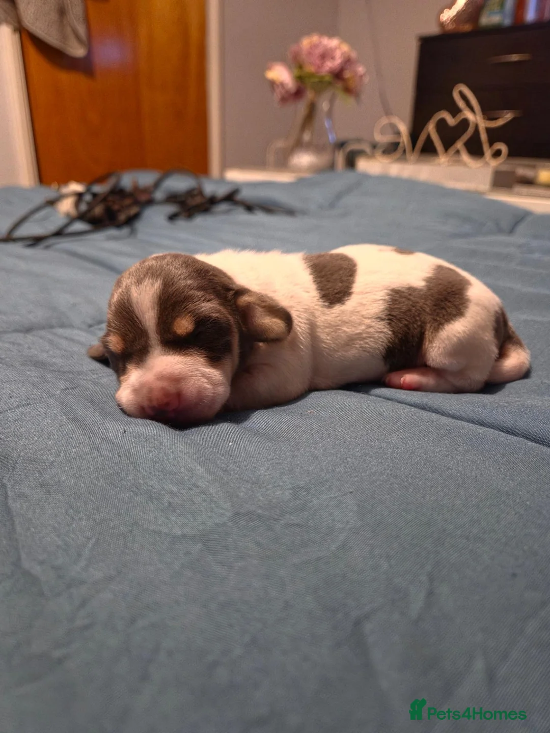 Dachshund dogs for sale: Miniature Smooth Haired Dachshund Puppies  in Stoke-on-Trent - Advert 6