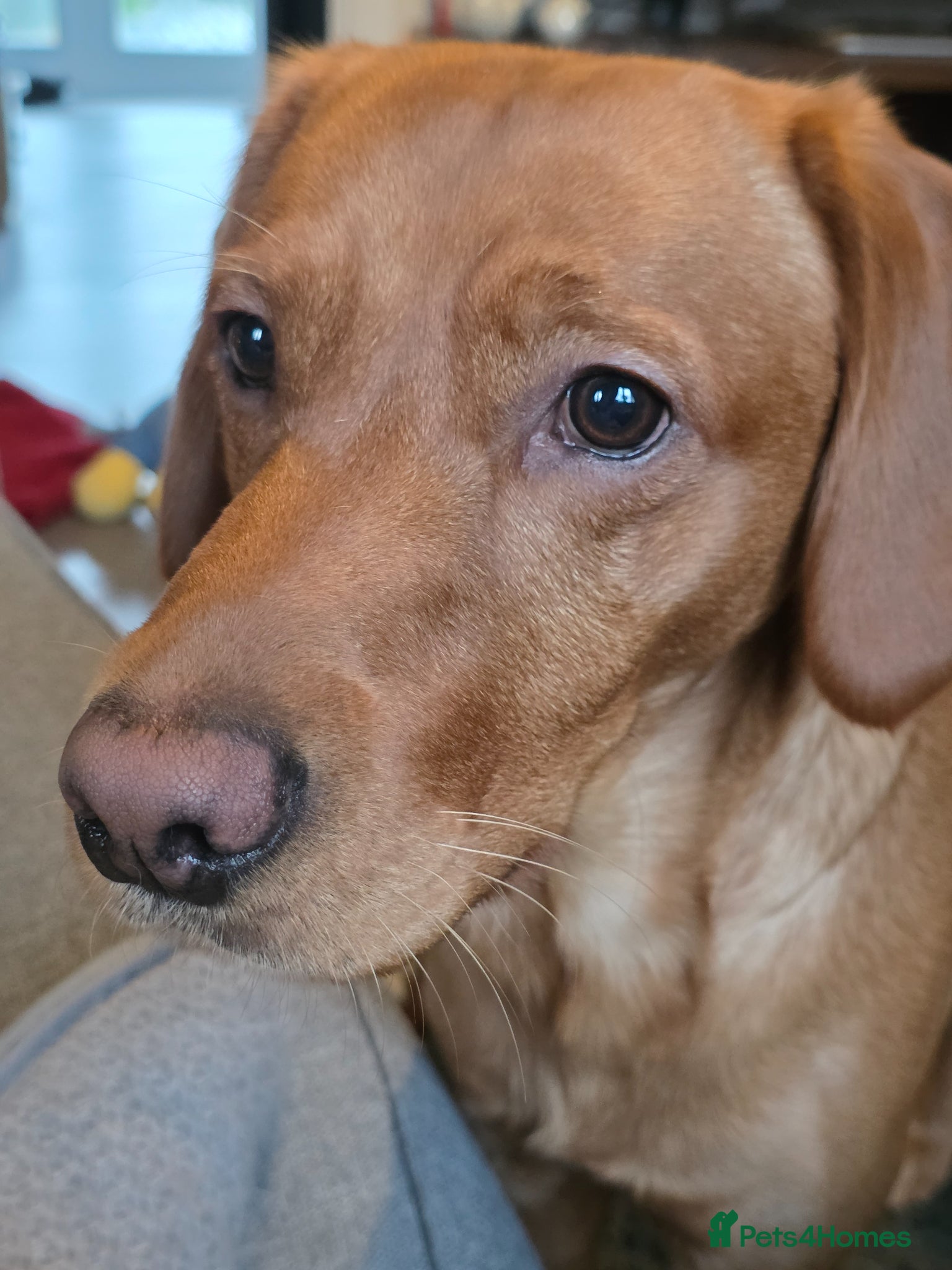 Goldador dogs 23 month old Male  - Advert 1