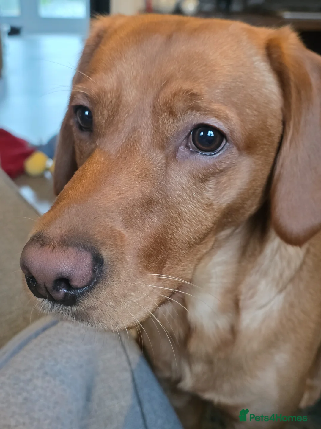 Goldador dogs for sale: 23 month old Male  in Newport - Advert 1