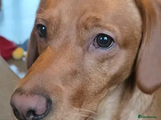 Goldador dogs 23 month old Male - Advert 1