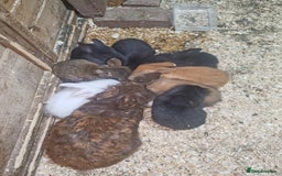 Lionhead rabbits for sale: Lionhead babies bunnies  - Image 2