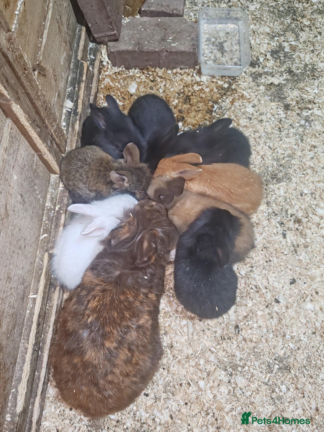 Lionhead rabbits for sale: Lionhead babies bunnies  - Image 2