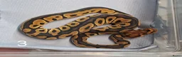 Python Snake reptiles for sale: Hatchling Royal Python's Females  - Advert 5