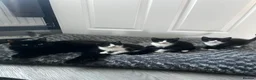 Mixed Breed cats for sale: Male black and white kitten  - Advert 3