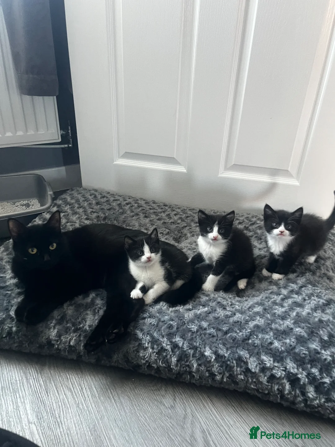 Mixed Breed cats for sale: Male black and white kitten  - Advert 3