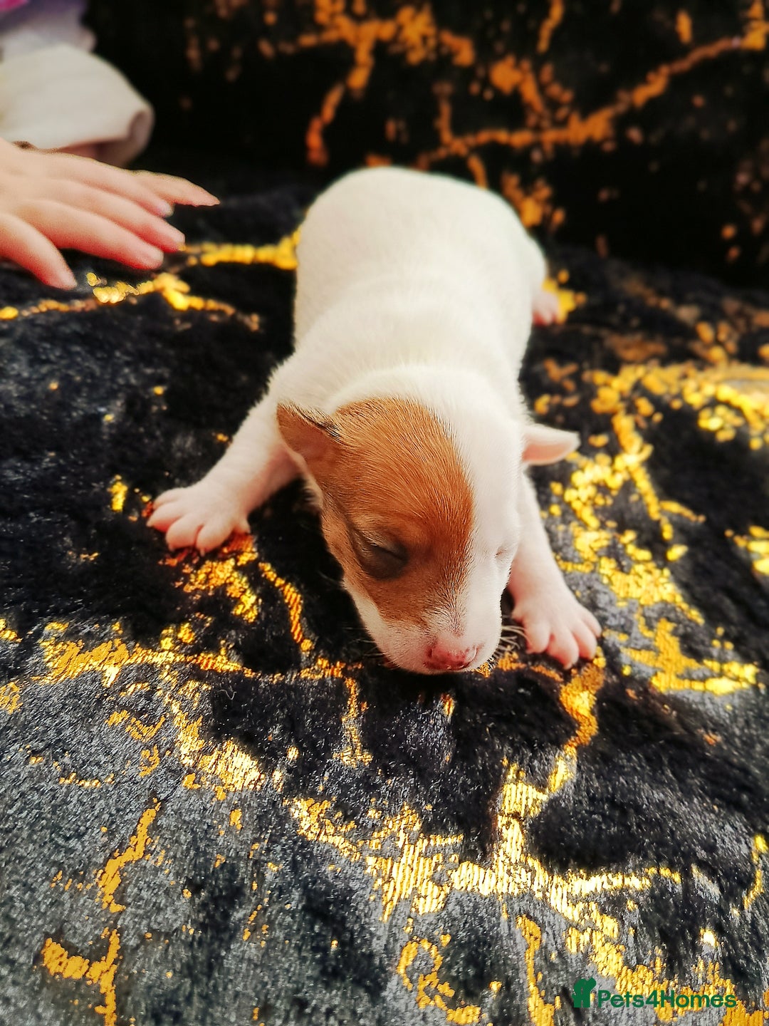 Jack Russell dogs for sale: 🤎🐶 Adorable Jack Russell Terrier Puppies✨ - Advert 19