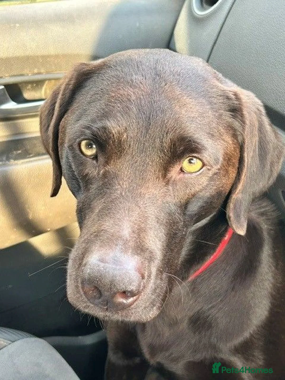Labrador Retriever dogs for stud: Handsome Pedigree Chocolate KC registered Lab in Hereford - Advert 11