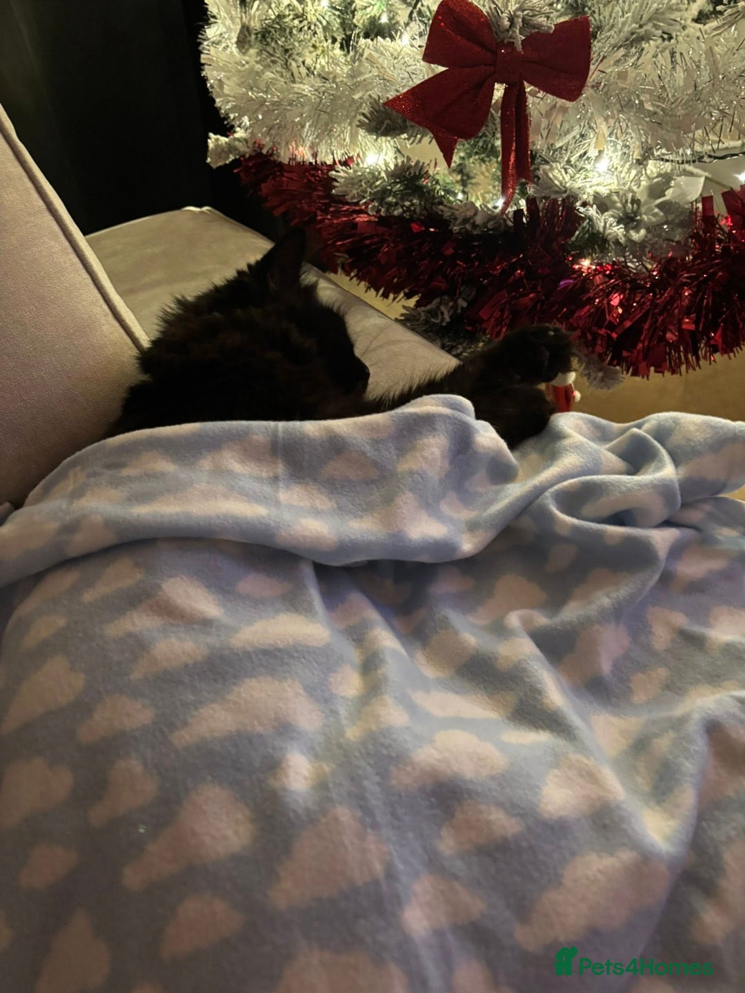 Domestic Shorthair cats for sale: Long Black Haired Male Cat - Advert 2