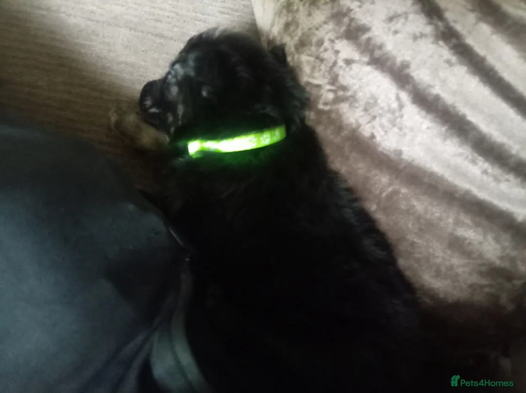 German Shepherd dogs for sale: German Shepherd - Advert 1