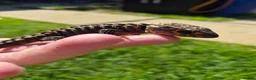 Bearded Dragon reptiles for sale: Bearded dragon babies  - Advert 13