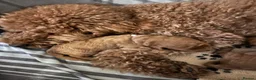 Labradoodle dogs for sale: Beautiful Red Labradoodle Puppies - Advert 16