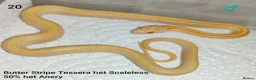 Corn Snake reptiles for sale: Scaleless Cornsnakes - Advert 2
