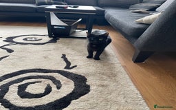 British Shorthair cats for sale: Litter of 5 lovely kittens  - Image 2