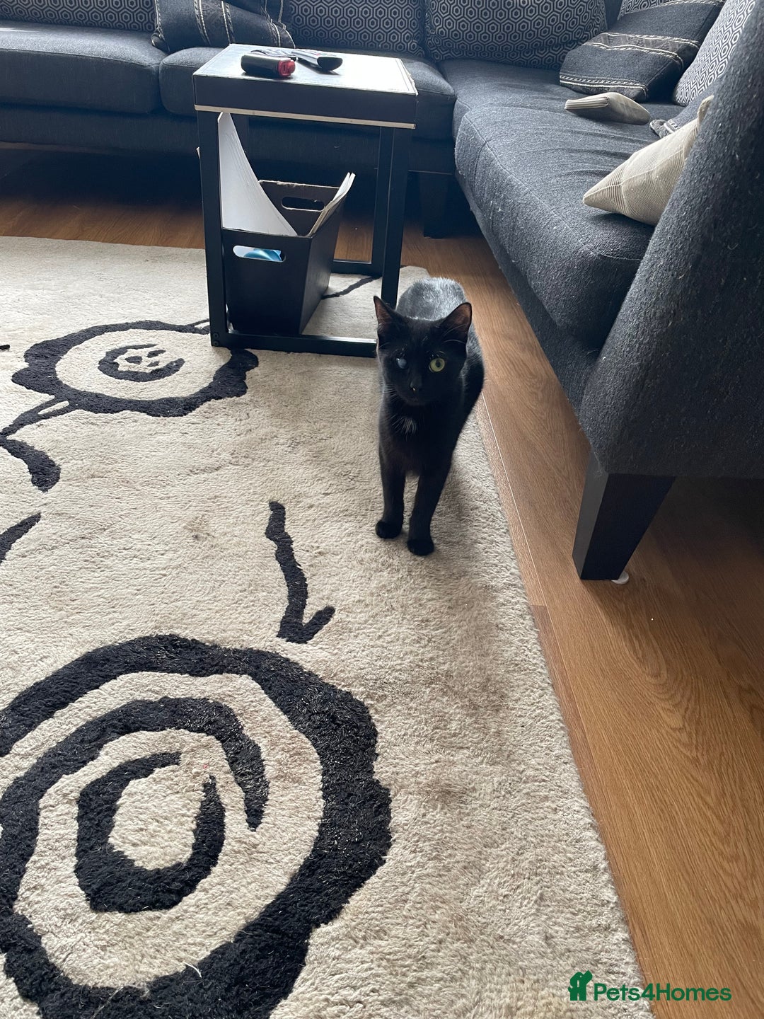 British Shorthair cats for sale: Litter of 5 lovely kittens  - Image 2