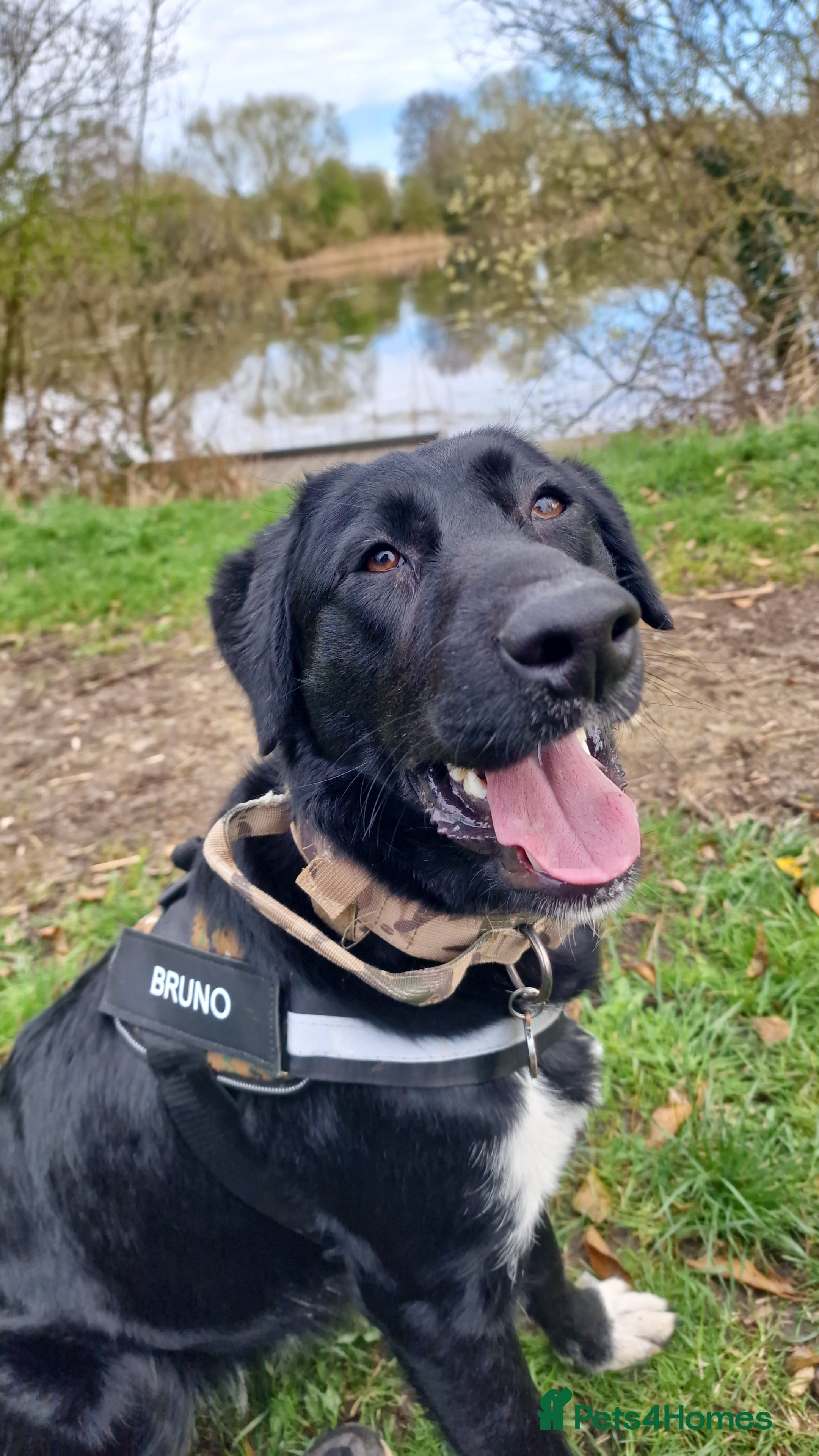 Borador dogs Borador boy (Lab x Border Collie) - Advert 13