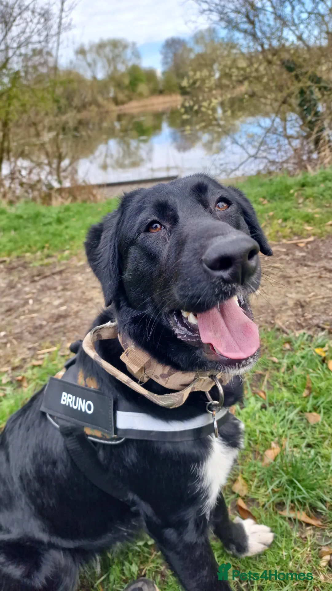 Borador dogs for sale: Borador boy (Lab x Border Collie) - Advert 1