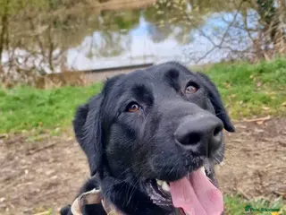 Borador dogs Borador boy (Lab x Border Collie) - Advert 13