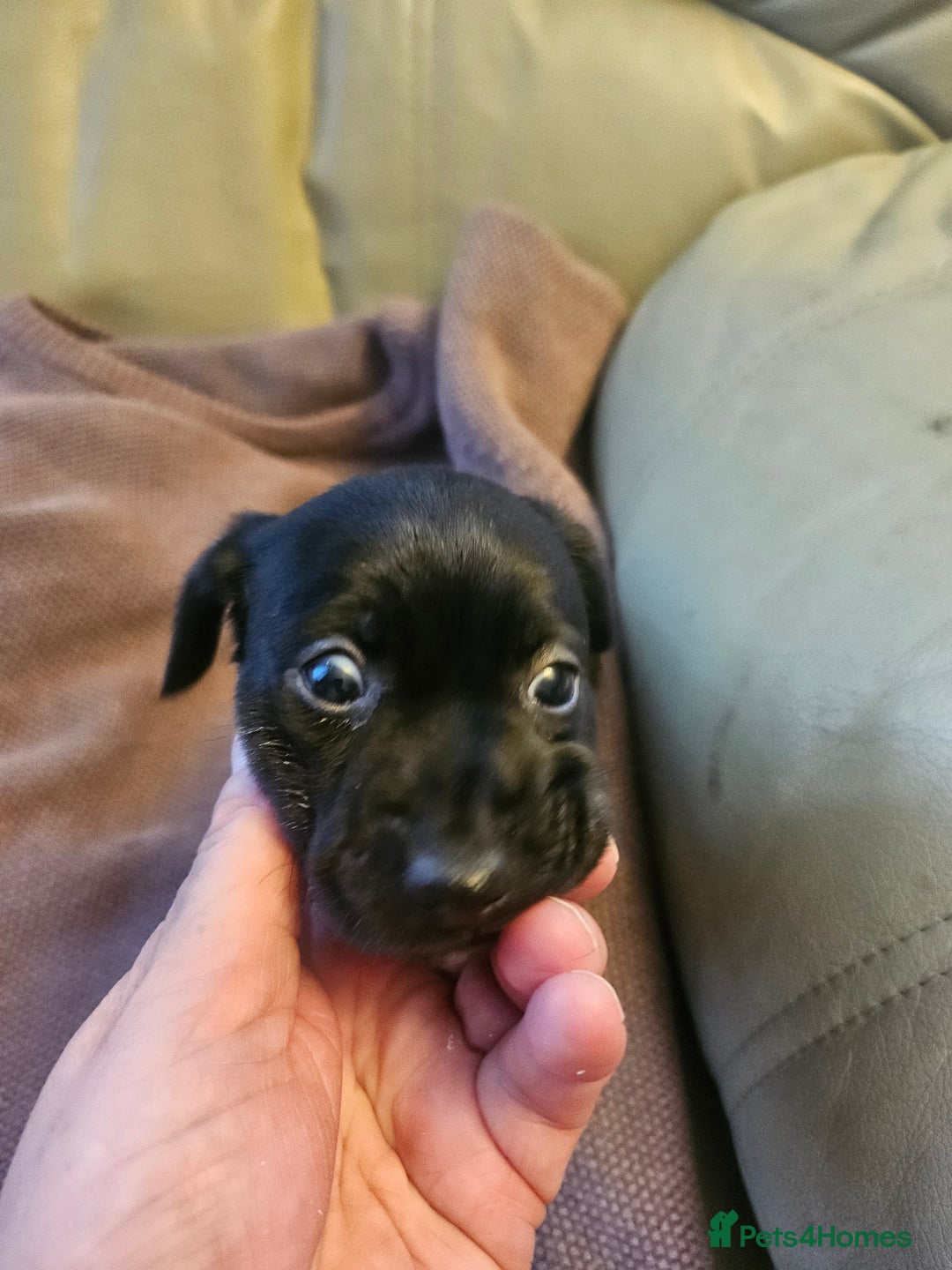 Mixed Breed dogs for sale: 1 pup available  - Image 6
