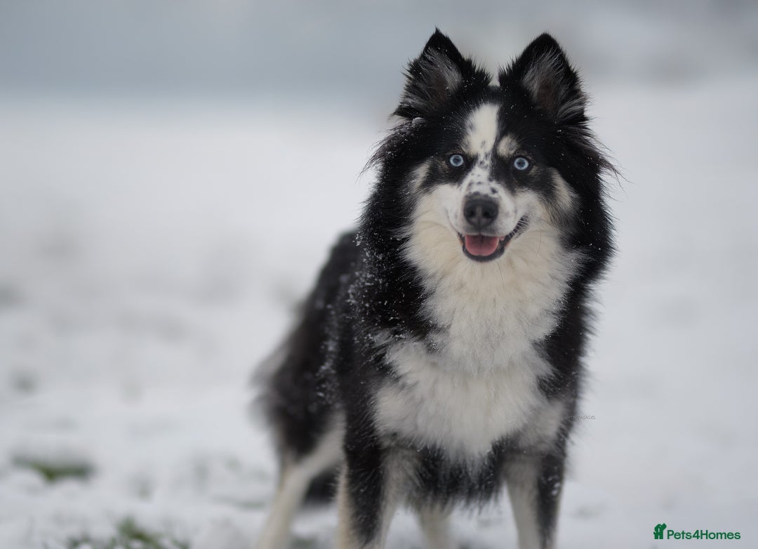Pomsky dogs for sale: F3 Pomsky female Evie - Advert 5