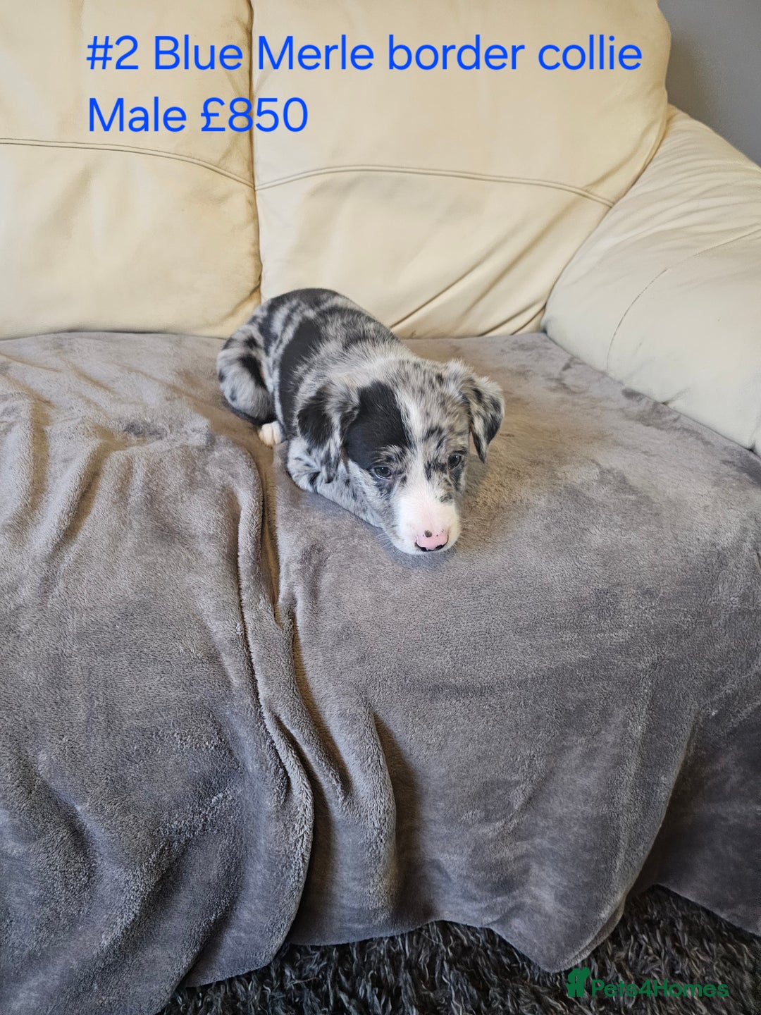 Border Collie dogs for sale: Blue merle&black&white puppies for sale  - Advert 18