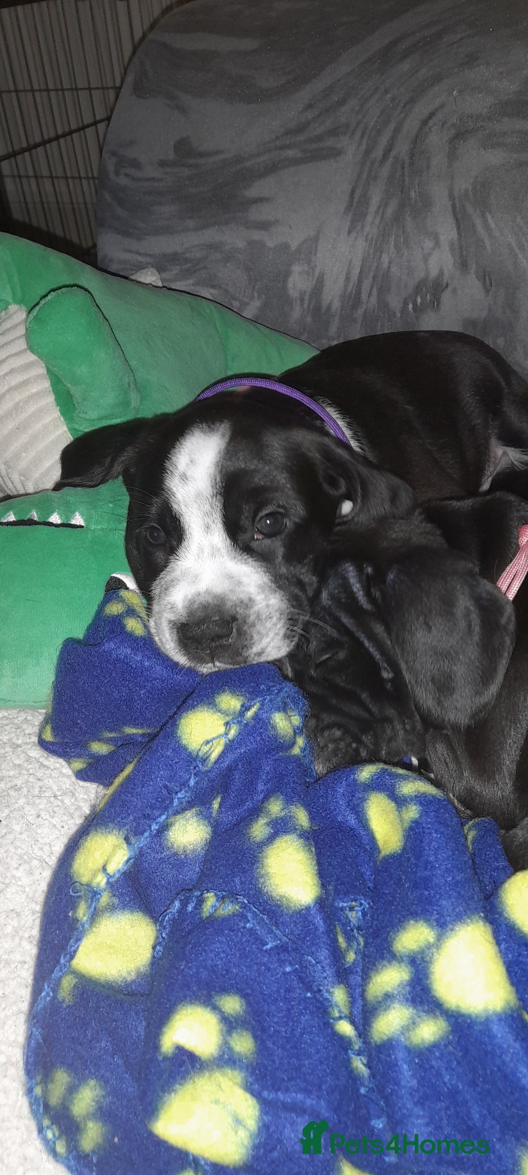 Mixed Breed dogs for sale: Staffy x Cocker Spaniel  - Advert 5