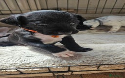 Mixed Breed dogs for sale: Dalmation x Labrador puppies  - Image 2