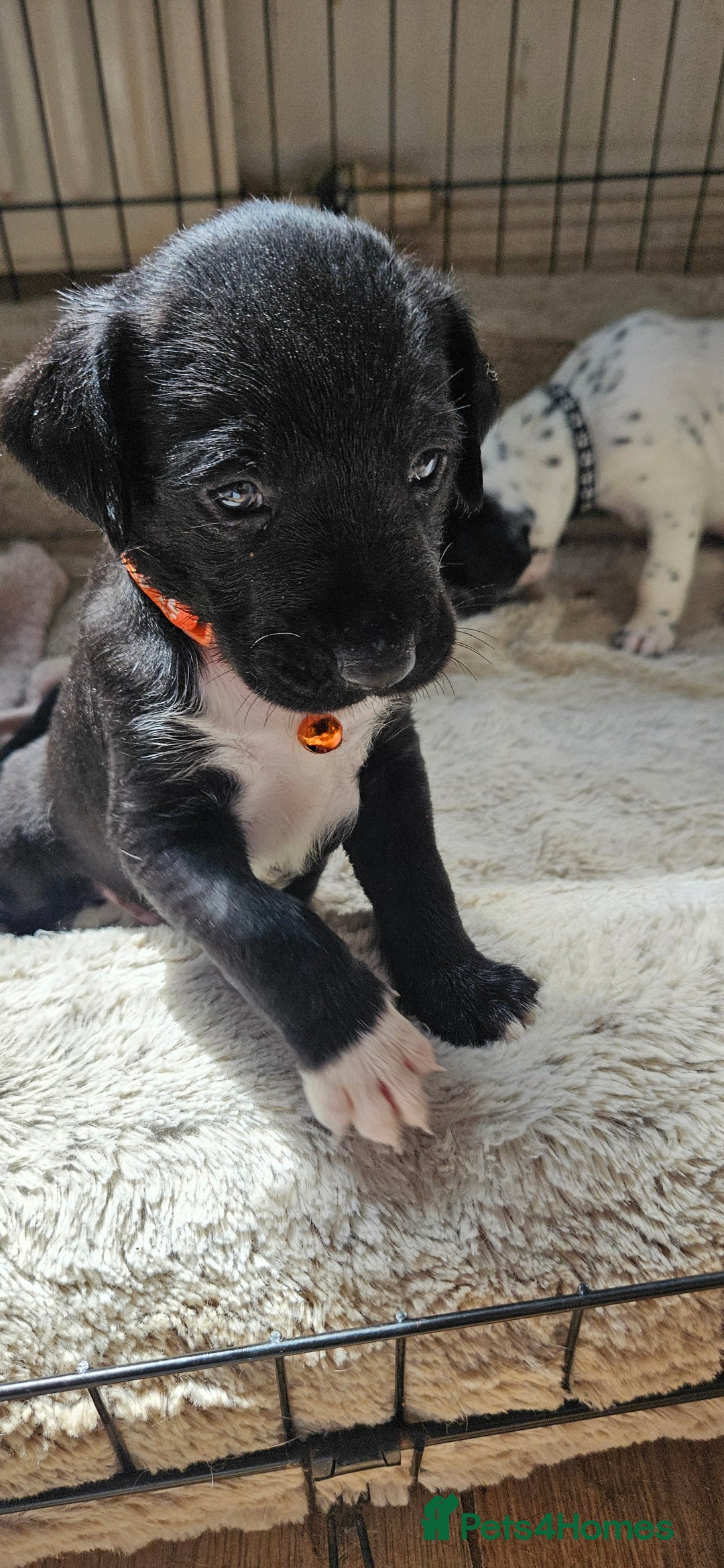 Mixed Breed dogs for sale: Dalmation x Labrador puppies  - Image 2