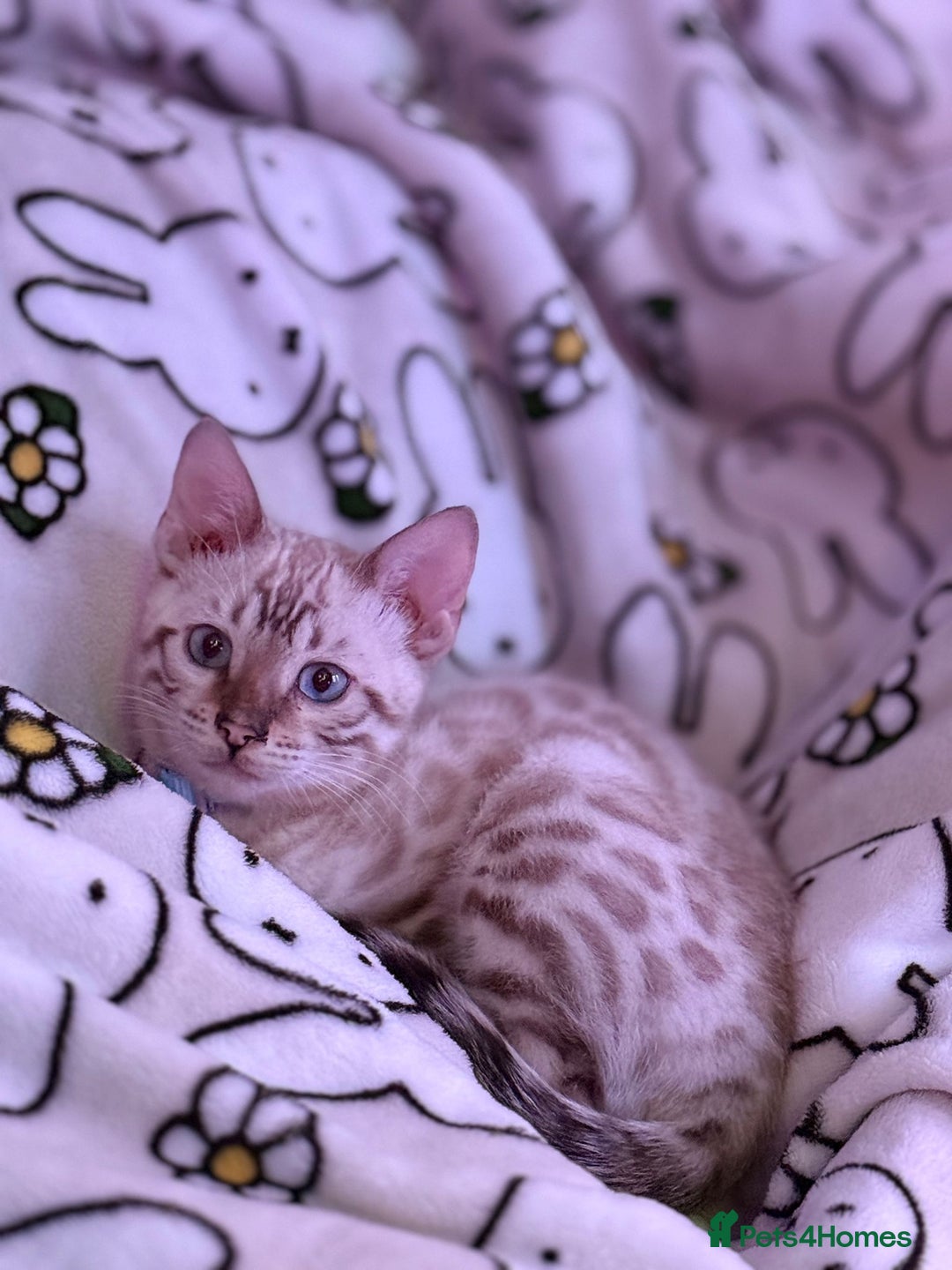 Bengal cats for sale: Rehome TICA registered Snow Lynx Bengal Boy - Advert 1