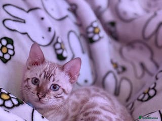 Bengal cats Rehome TICA registered Snow Lynx Bengal Boy - Advert 5