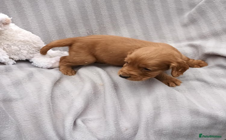 Cocker Spaniel dogs - Advert 12