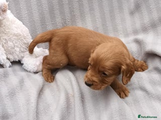 Cocker Spaniel dogs - Advert 15