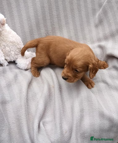 Cocker Spaniel dogs - Advert 12