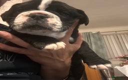 Olde English Bulldogge dogs for sale: NEBB REG OLDE ENGLISH BULLDOG  - Image 20