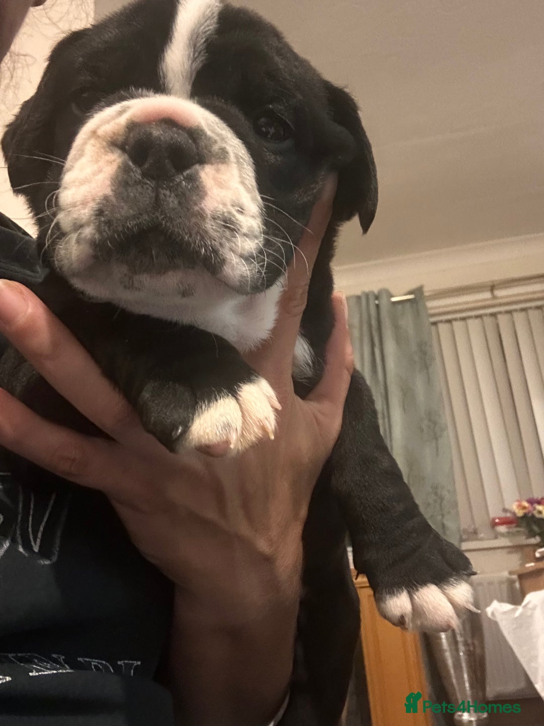 Olde English Bulldogge dogs for sale: NEBB REG OLDE ENGLISH BULLDOG  - Image 20