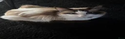 Ragdoll cats for sale: Ragdoll - Advert 3