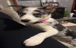 Border Collie dogs for sale: Delta - Image 5