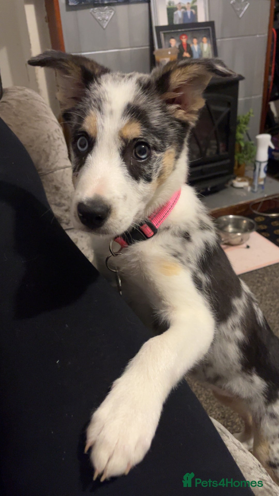 Border Collie dogs for sale: Delta - Image 5