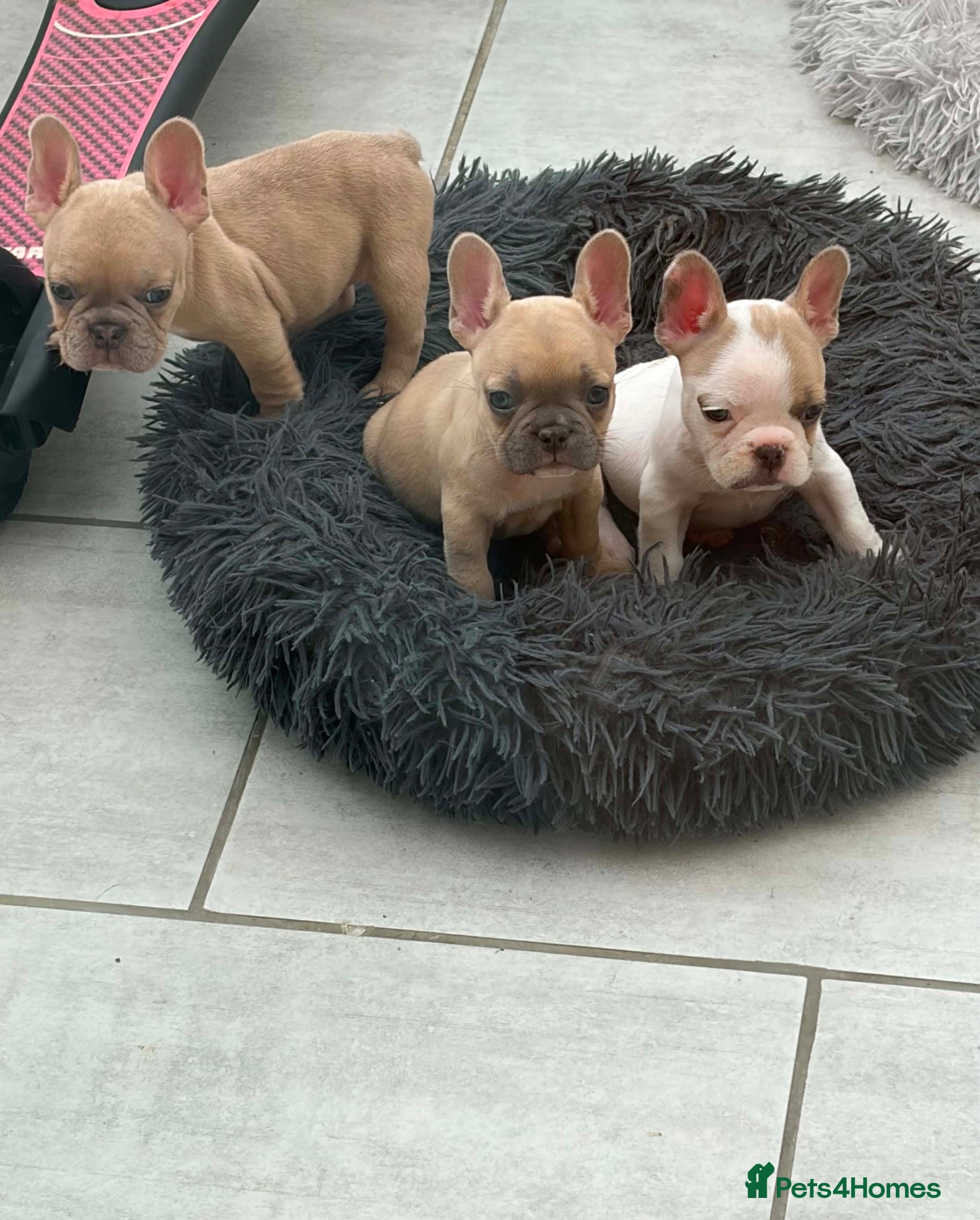 French Bulldog dogs French bulldog puppies 🐶  - Advert 4