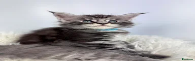 Maine Coon 4