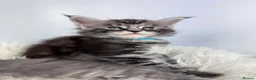 Maine Coon cats for sale: ✨7 Gorgeous Pure Breed Maine Coon Kittens✨ - Advert 9
