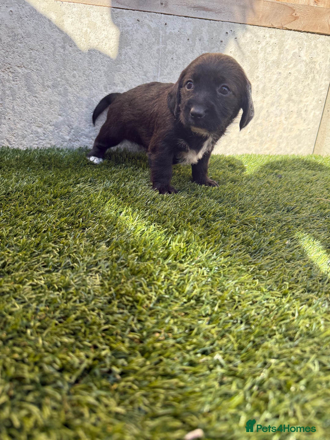 Jackapoo dogs for sale: Beautiful Jackapoo Puppies 🖤🖤🖤 - Image 10